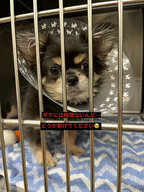 プロジェクト終了まで残り9日間　本当に時間んがありません　助けてください　活動報告15回目