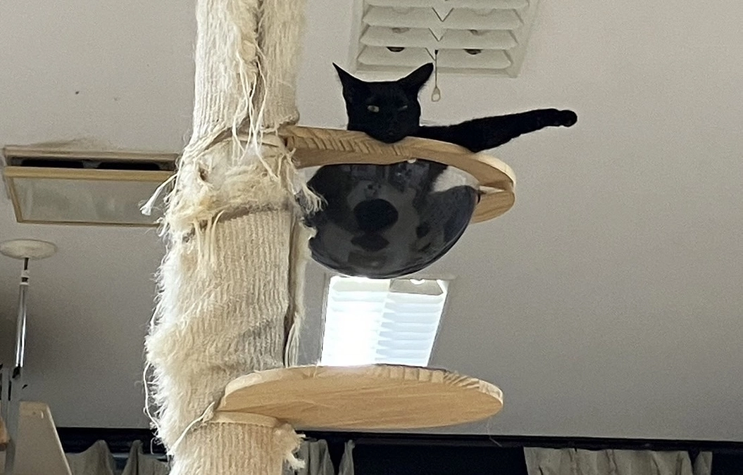 ねこてまり面白写真集！