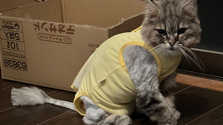 左鼻腔〜口腔内扁平上皮癌の猫マリアの治療を継続したい。