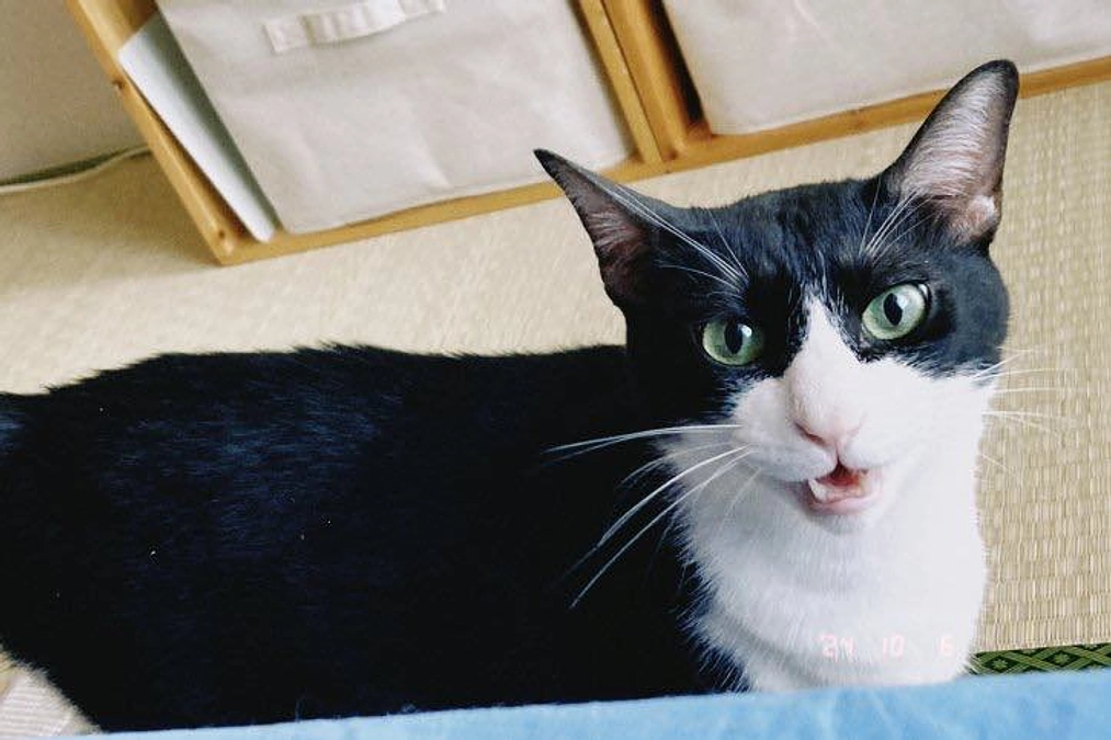 能登中で被災した大福ちゃん～ぼくは東京で毎日幸せ、新しい家族は石川県羽咋の出身。ご縁ってあるんだね