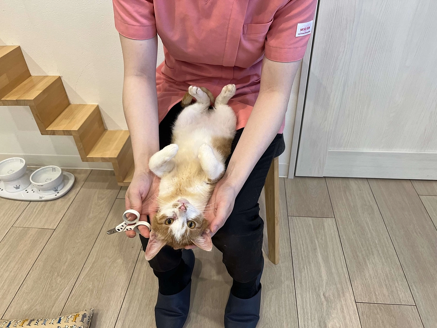 愛玩動物看護師（国家資格）3名が支える、猫たちのQOLを守るケア・シェルター