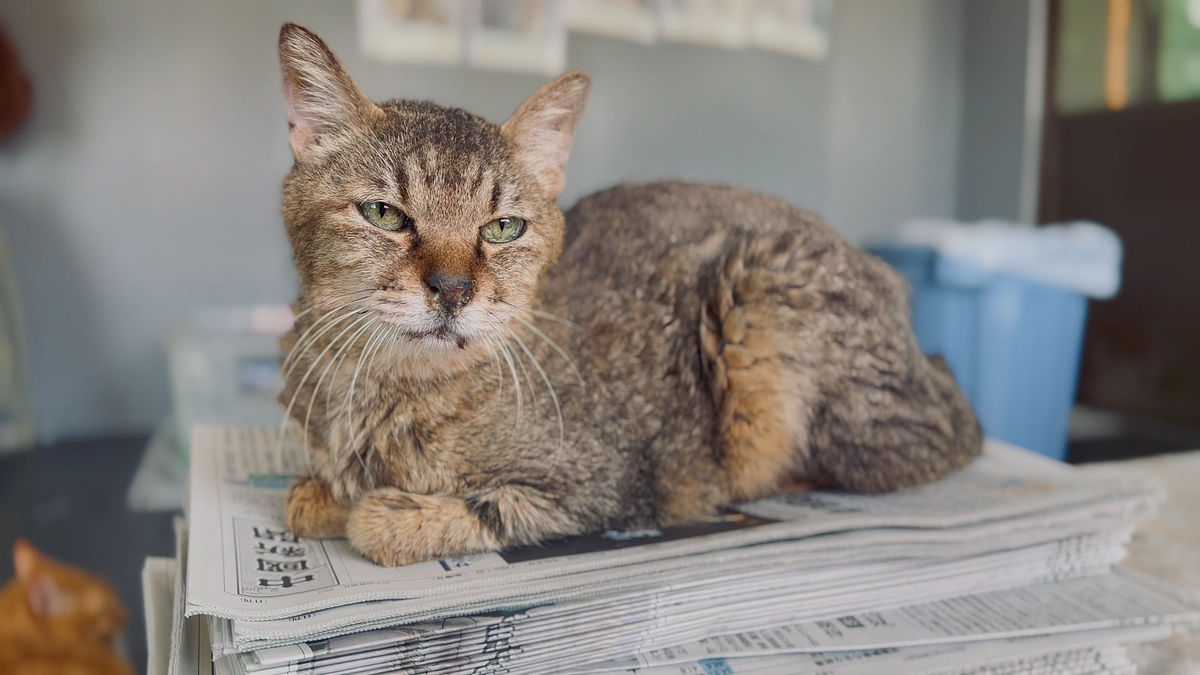 ジョーくんの新たな病気について