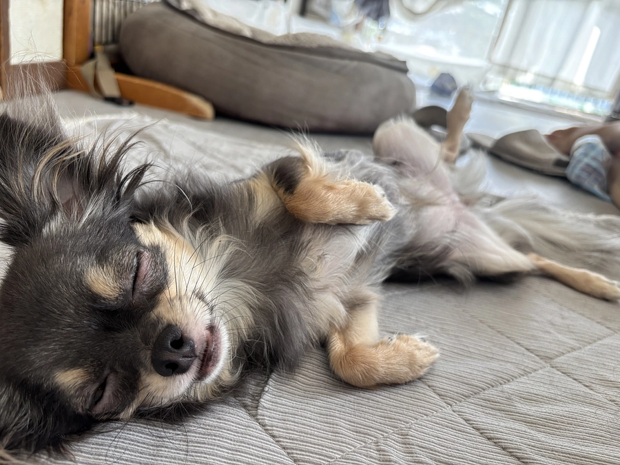 【1560万円、まだ諦めません！】逃げ場ではなく、頼れる居場所に。老犬ホームへの挑戦