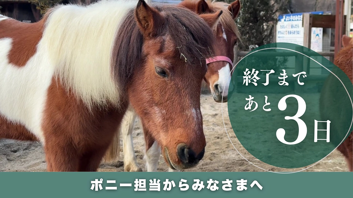 プロジェクト終了まであと3日　安佐動物公園のみどころポニー編