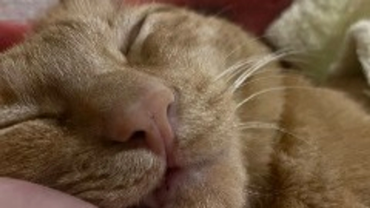 どうして、、、