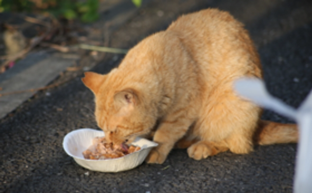 リターン不要（全て猫たちのために使わせてください）2,000円