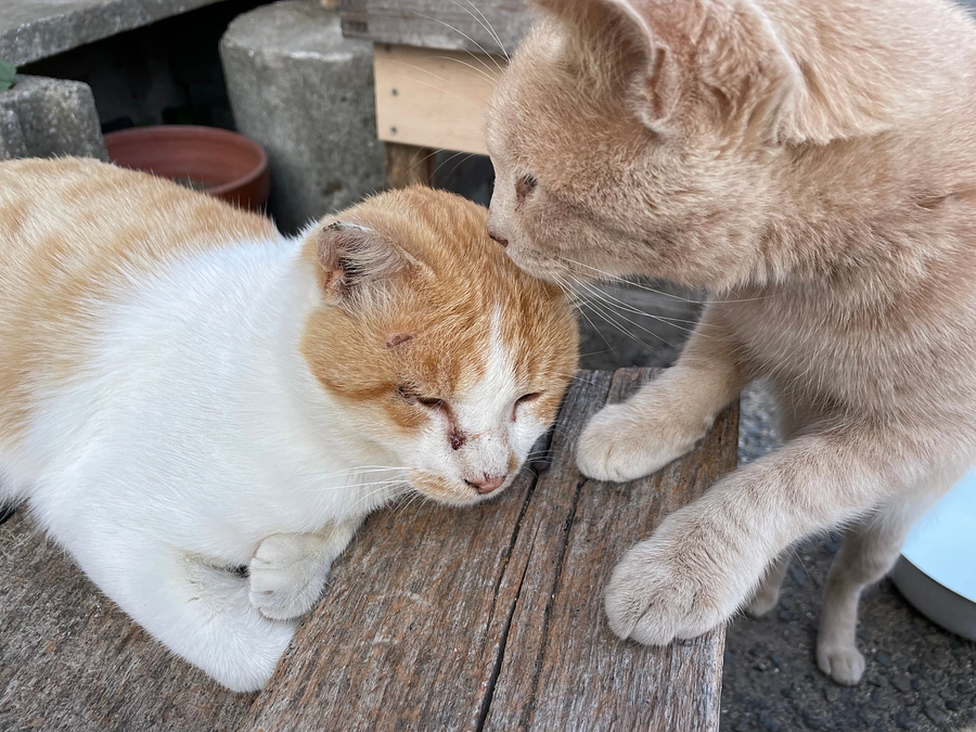 「わにゃんこ愛媛｜移動式手術車でTNR活動のさらなる進化へ【第二弾】」本日11時スタートします‼️