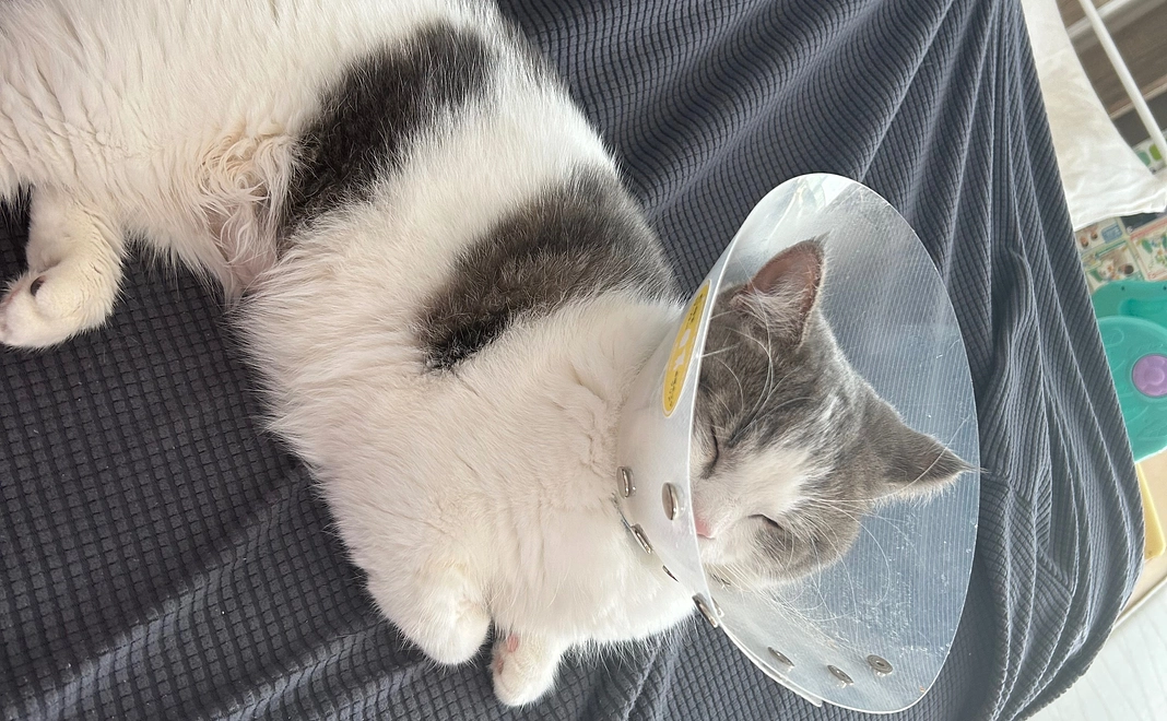 ノエルくん応援してるよ！