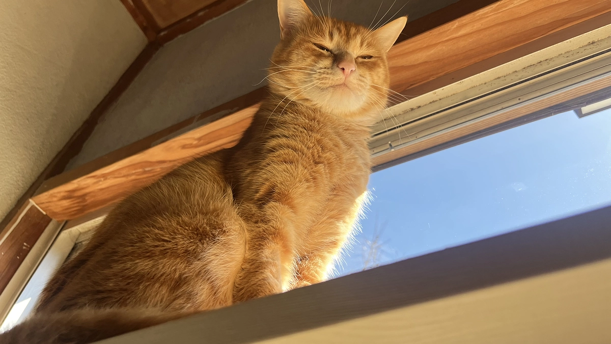 炎症性腸疾患（IBD）の初期症状として感じたこと❶