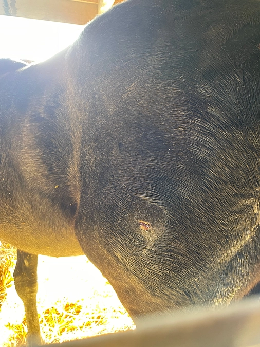 仔馬カメラっ子が鹿に襲われました