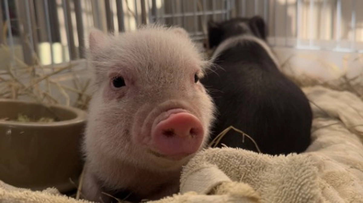 可愛い仲間が増えました！