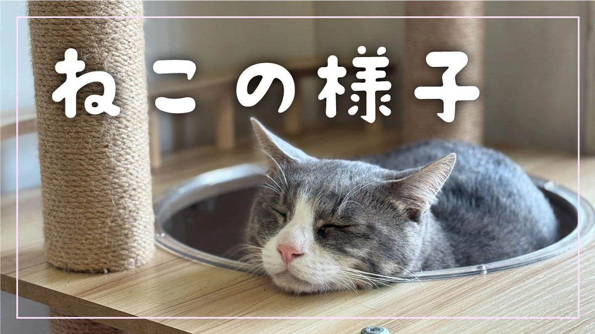 【パン】と【猫の様子】