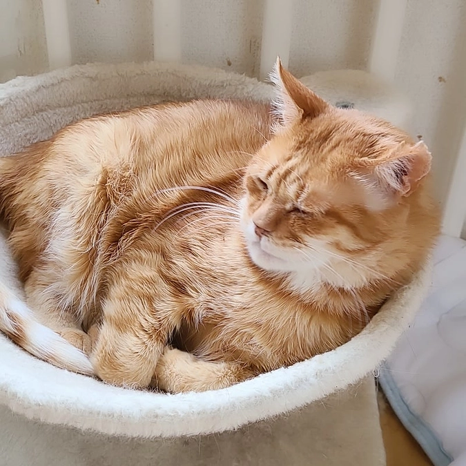 【⚠️ラスト2時間⚠️】あと10.1万円で目標達成です！HIVの「キャリアっ子」のお話 🐈