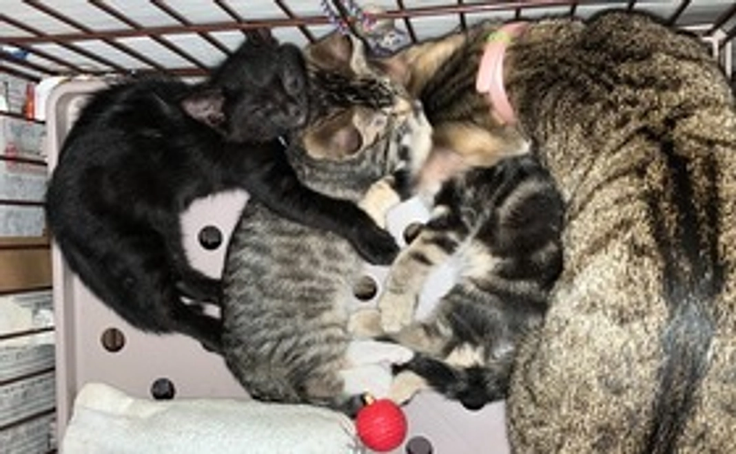 Ⅱ：結果・経過を報告（メール）させて頂きます！