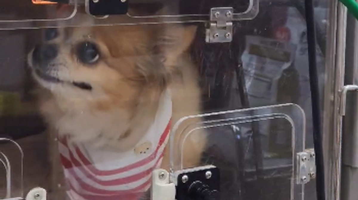 動物病院の酸素室で安静に【活動報告30日目】