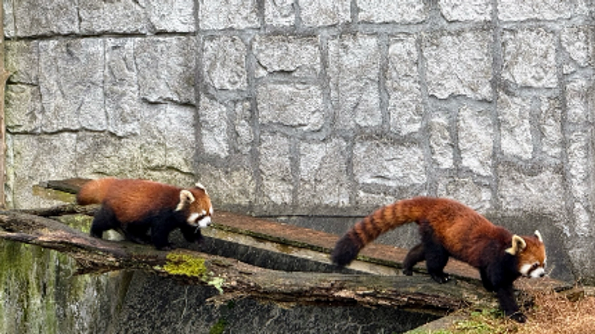 【安佐動物公園の近況】西園エリア（一部）を再開しました！