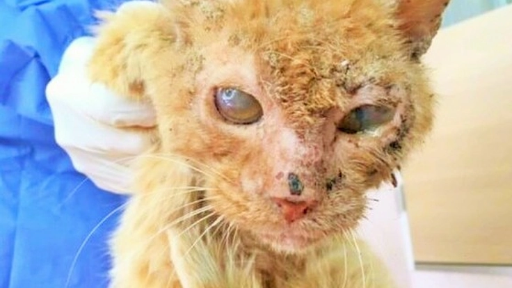 失明した保護ネコを助けるため、治療・手術を受けさせたい!