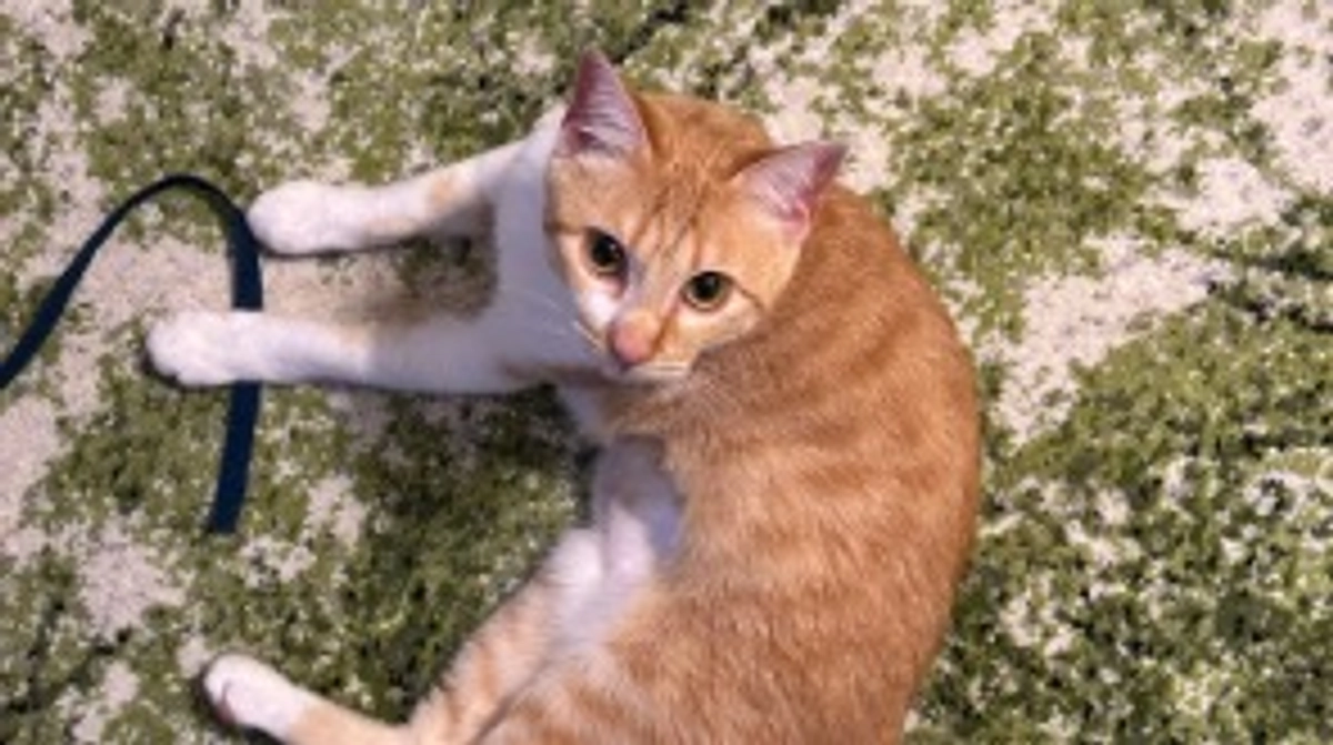 投薬61日目（プロジェクト開始21日目）