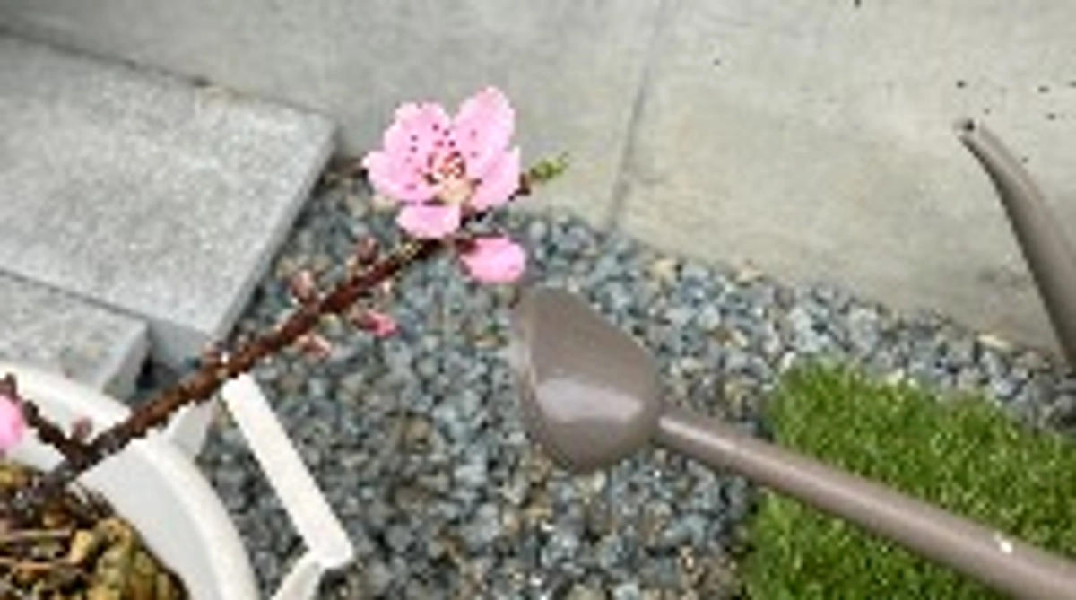 R7.3.21(金) 残り２２日、ローン審査通過、高知新聞取材