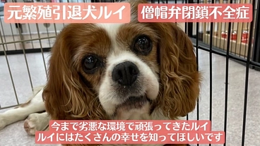 【僧帽弁閉鎖不全症】元繁殖引退犬ルイの命を助けたい。幸せへの第一歩 のトップ画像