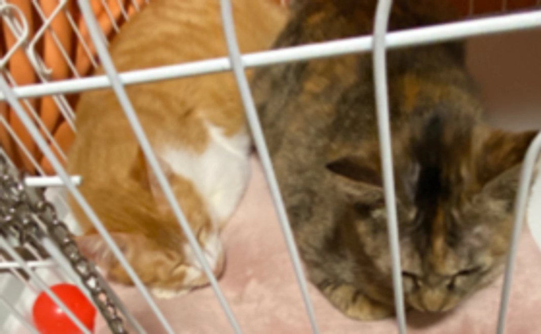 幸せ応援コース1