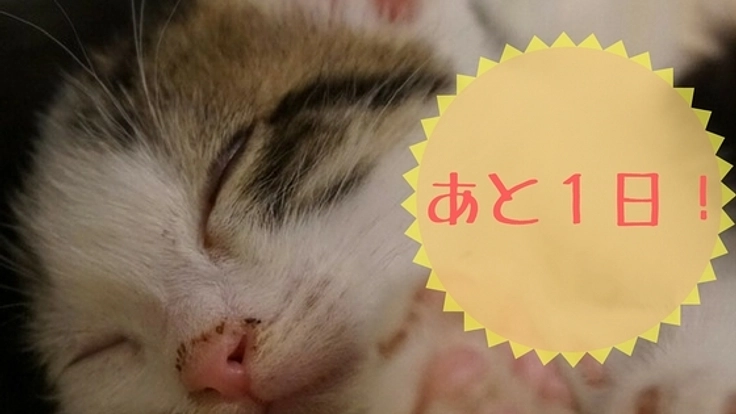 猫カフェを店舗改装し、より多くの保護猫を新しい家族のもとへ。