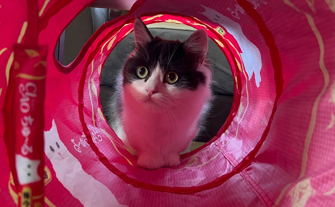 テオくん応援1,000円