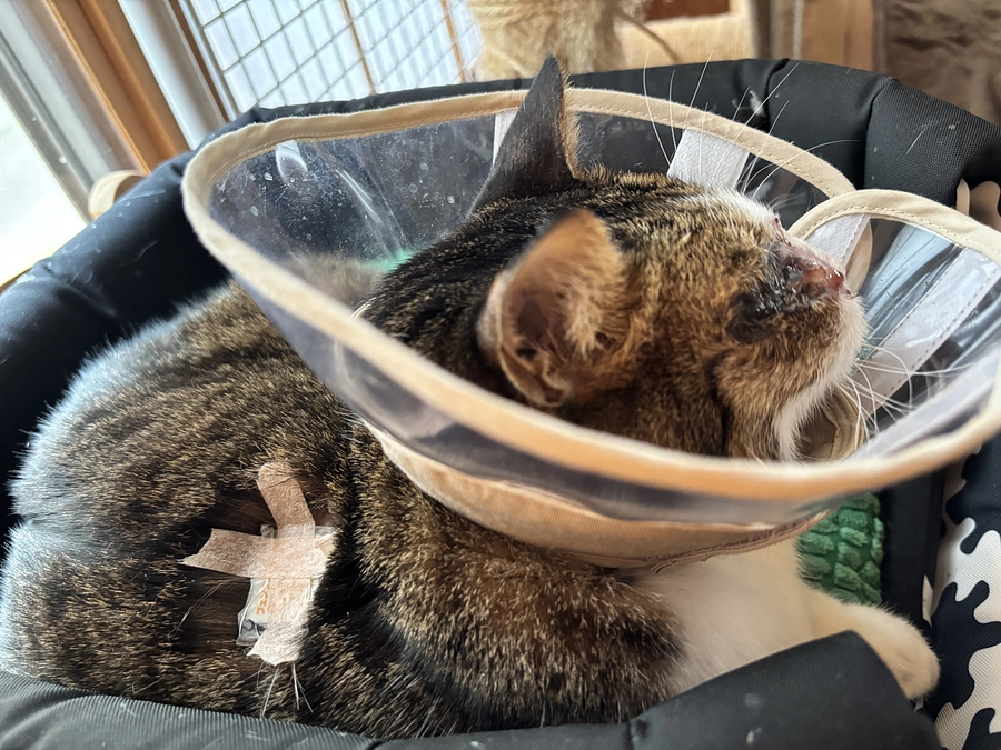 照射治療がはじまりました