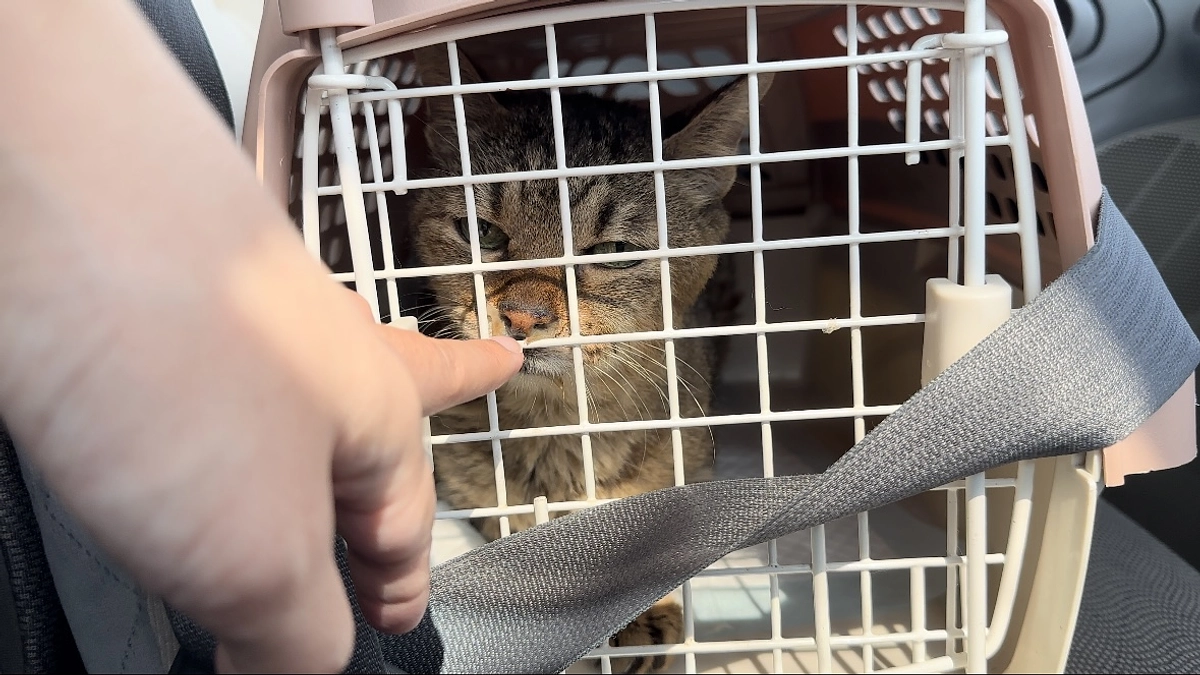 ジョーくん、正式譲渡へ