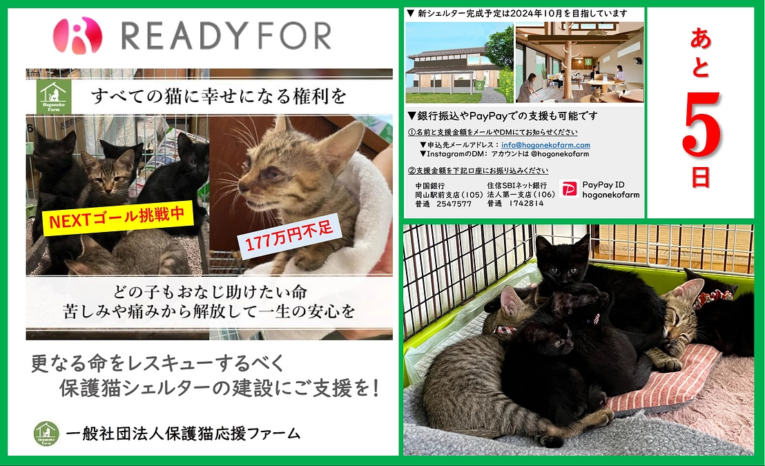 【活動報告】保護猫シェルター建設に伴うご支援のお願い（ラスト5日）