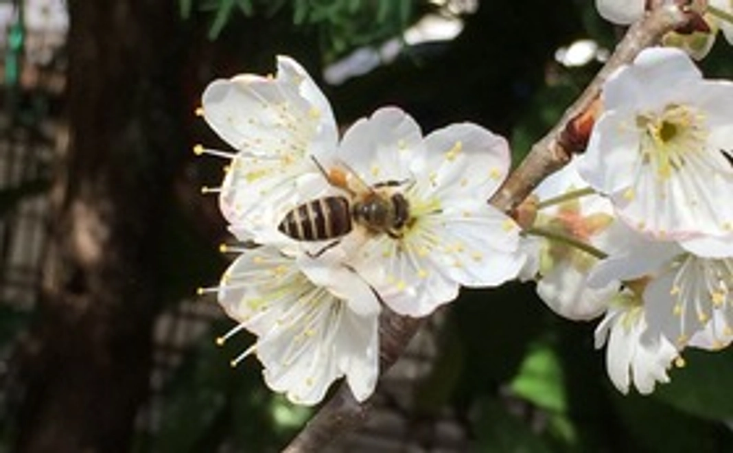 JBeeFarmへの応援　5000円