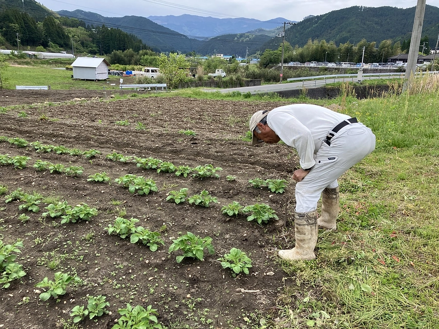 【野菜栽培レポート】地いも・地きゅうりの芽が出ました！