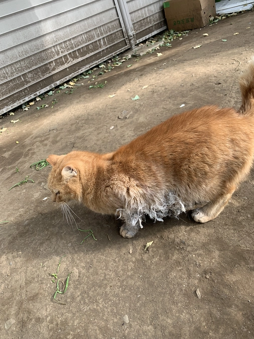 明けて、本日、朝イチから、茶々ちゃん捕獲に。11月27日。
