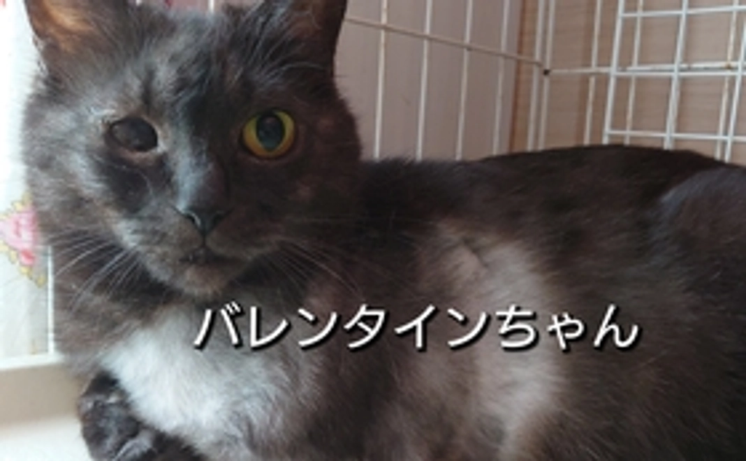 リターン不要な方向け【咲き猫全力応援コース】3000円