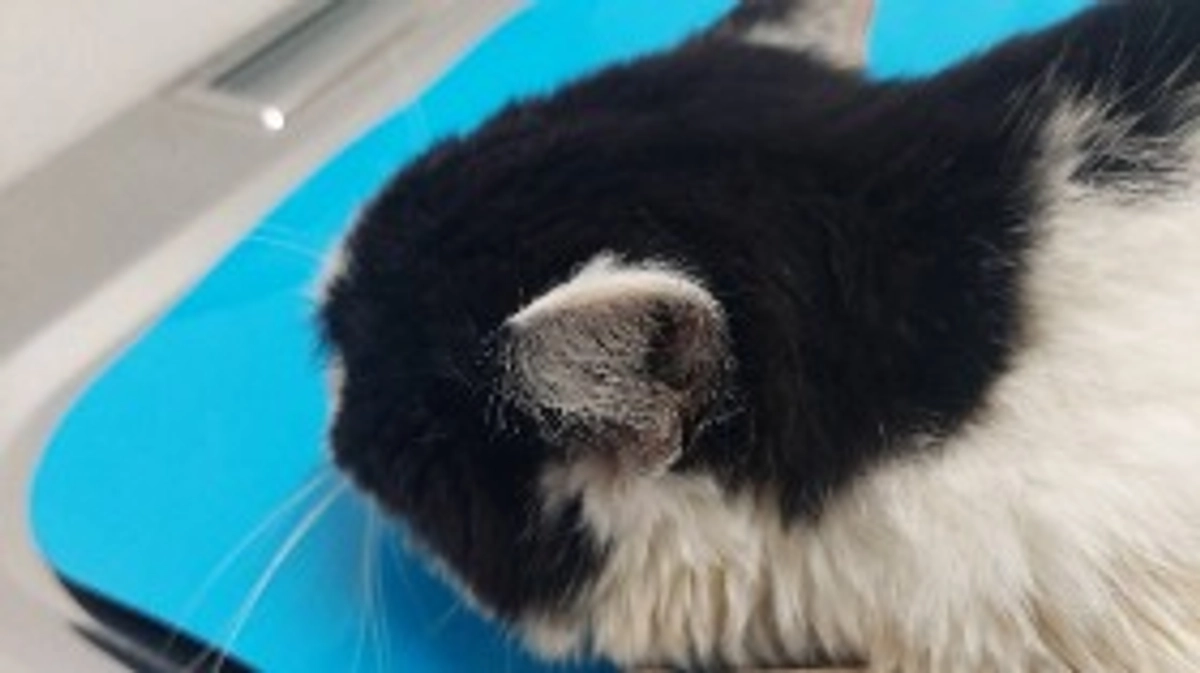 🆘️クラウドファンディング残り1️⃣0️⃣日になりました🆘️