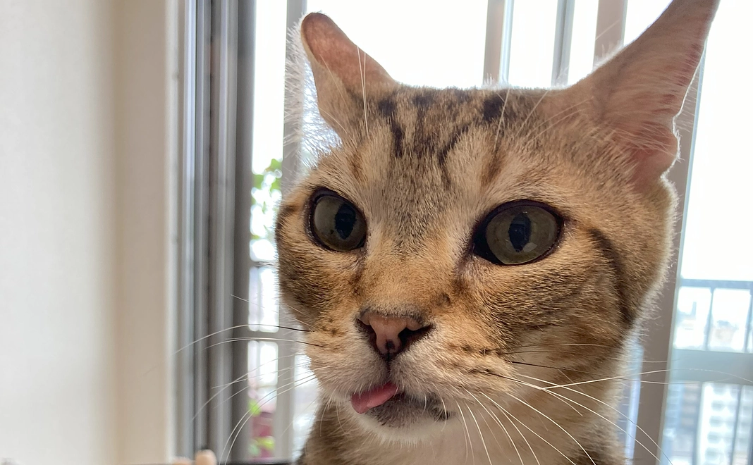 感謝のメール　＋　mocoちゃんの写真