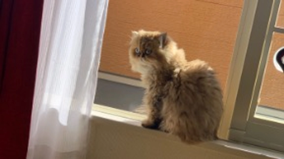 薬を飲んでくれません。