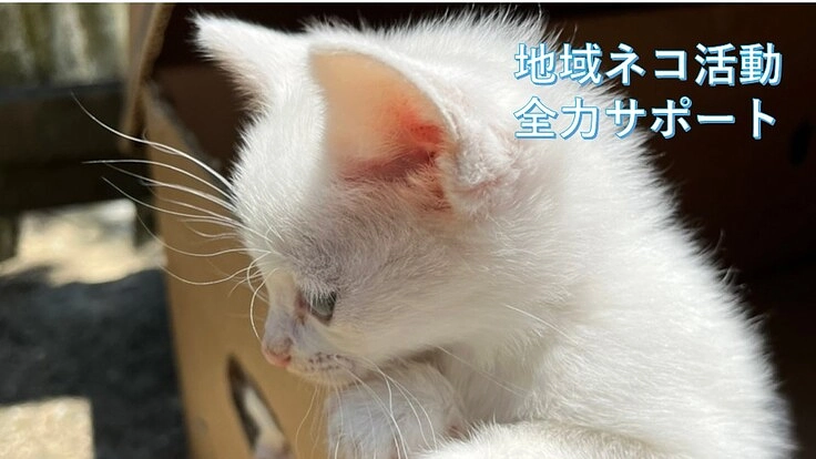 地域ネコの不妊去勢手術などをボランティアで全力サポート中！