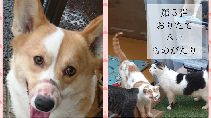 おりたて第5弾｜スイッチ犬の訓練費と保護猫の健康診断費用にご支援を