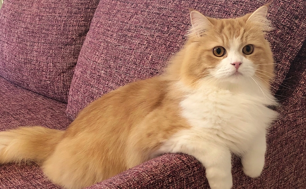 アランくん応援 1,000円 (お礼のはがき)