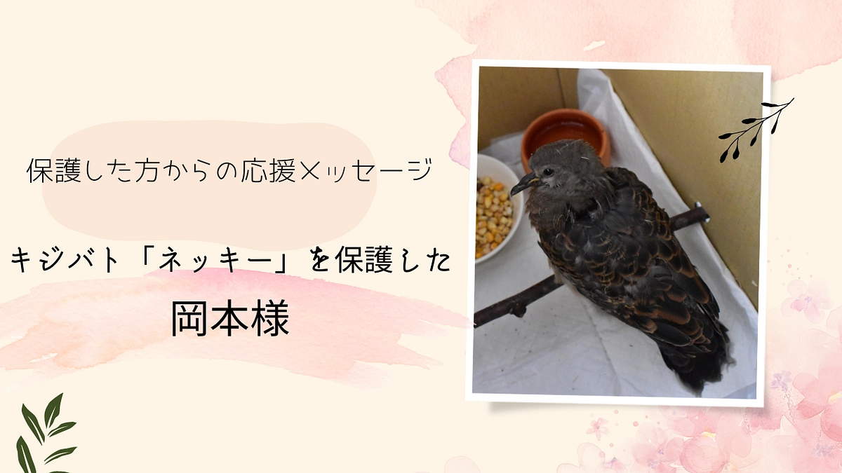 保護主様エピソードリレー Vol4：キジバト「ネッキー」