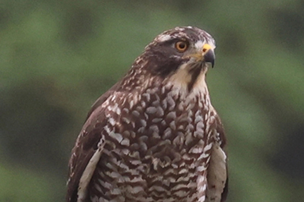 残り3日！サシバはどれくらい生きる？