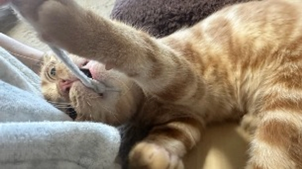 むぎ姉に負けて落ち込むふう