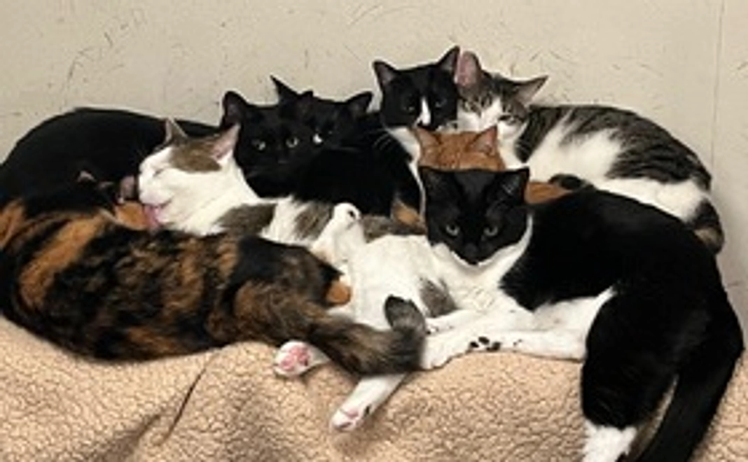 にゃんスリーサポーター10,000円コース