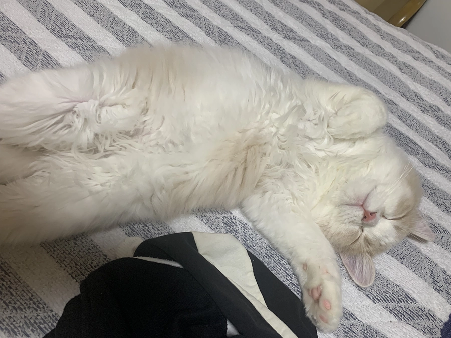 プロジェクト達成のお礼