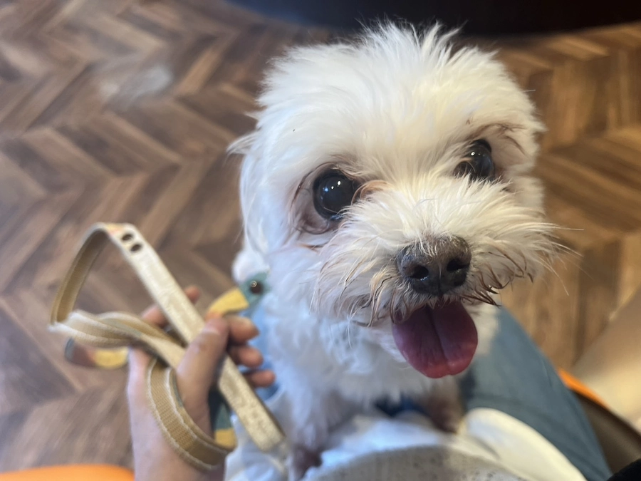 術前検査でした