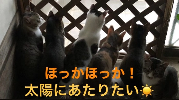 保護猫達との村