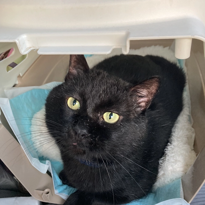 ネロちゃん病院へ行ってきました