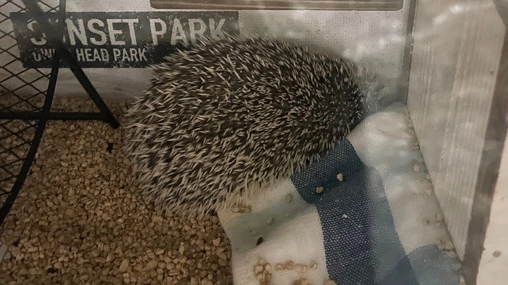 ハリネズミの保護