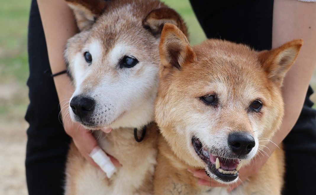 おもいやり支援
